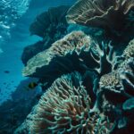 Leonardo_Kino_XL_Two_silhouettes_of_divers_and_a_coral_outline_0 (2)